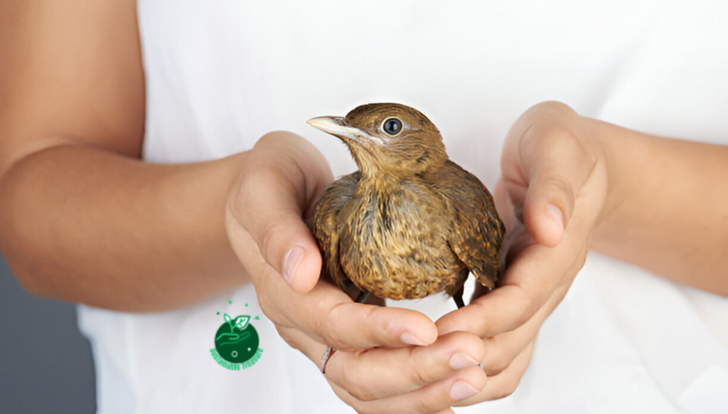 Investing in Wildlife Rehabilitation and Rescue: Supporting Conservation Efforts