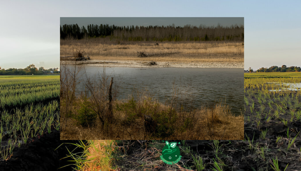 Investing in Wetland Restoration: Opportunities and Challenges